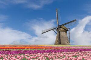 Hollandse Glorie