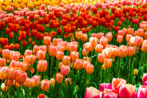 Hollandse Glorie